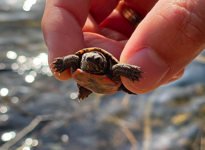 A person holds a mini turtle to the camera at North Star Camp for Boys.