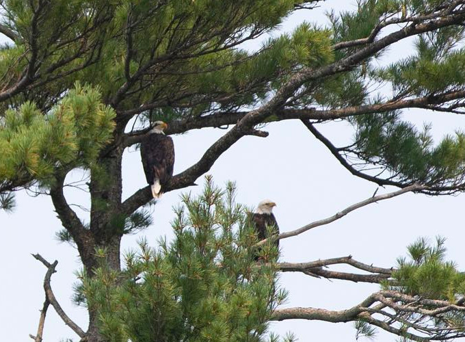 Two bald eagles are perched in a pine tree looking out into the distance at North Star Camp for Boys in Hayward, Wisconsin.