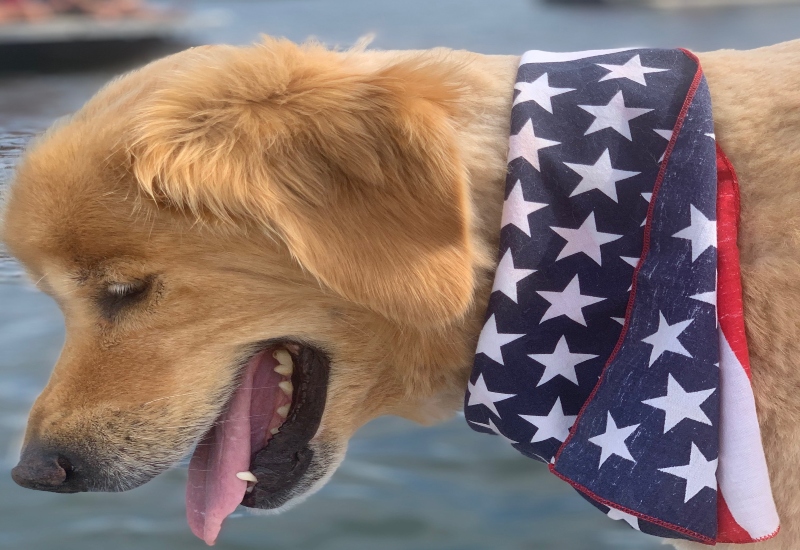 A North Star Camp For Boys dog wears an American flag bandana to celebrate the July 4th holiday.