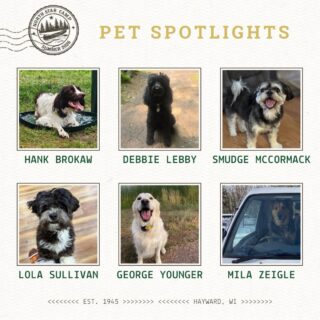 We have so many dogs at camp that we need two days’ worth of Pet Spotlights to introduce them all! 🐶

Please welcome Hank, Debbie, Smudge, Lola, George, and Mila to a summer of fun and belly rubs at North Star. 🐾

They can’t wait to meet all, all, all of the campers in just 4️⃣ days!

#NorthStarCamp #NSC2026 #summercamp #dogsofinstagram #dogs @dogsofnorthstar