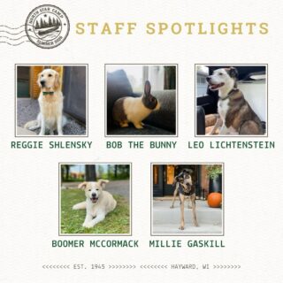 A few summers ago, shortly after campers arrived, a Junior Village camper walked up to Glick and asked, “How come the camp dogs don’t get their own spotlights?” Great question — and that’s how this fun little tradition was born! 🐶

In today’s Pet Spotlight, we welcome these furry friends to their little slice of heaven on Spider Lake. Please welcome Reggie, Bob, Leo, Boomer, and Millie to the North Star 2026 pet squad — they can’t wait to meet all the campers! 🐾

First session begins in 5️⃣ days! 🐇

#NorthStarCamp #NSC2026 #summercamp #pets #petsofinstagram @dogsofnorthstar