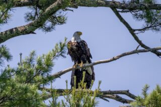 Spotting actual bald eagles at camp just in time for the 4th of July! 🦅✨

Fun history fact: While the eagle has been on the Great Seal since 1782, it wasn’t legally named our official national bird by Congress until 2024!

It is entirely native to North America, which is exactly why the Founding Fathers chose it. To them, its unique native status and powerful flight represented pure freedom, absolute independence, and a completely fresh start from the old world.

Happy Independence Day, everyone! 🇺🇸

#FourthOfJuly #IndependenceDay #BaldEagle #Summer2026 #HaywardWisconsin